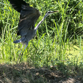 Vis Francigena 2026 öffentliche Fotos